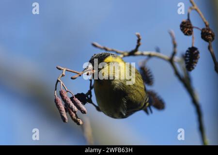 Ein männlicher Siskin, Carduelis spinus, der sich von den Samen einer Erle ernährt. Stockfoto