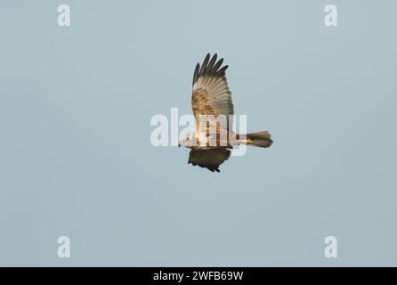 Eine Marsh Harrier, Circus aeruginosus, fliegt über einem Sumpfgebiet auf der Jagd nach Nahrung. Stockfoto