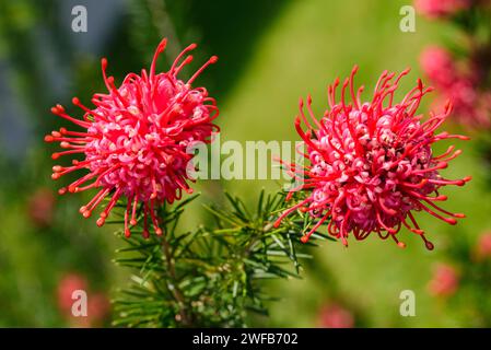 Grevillea juniperina Blume in einem Garten Stockfoto