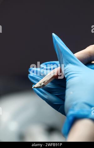 Nahperspektive der Hände eines Nageltechnikers, die den Rand eines verlängerten Nagels fachmännisch Formen und die akribische Kunst der Maniküre hervorheben Stockfoto