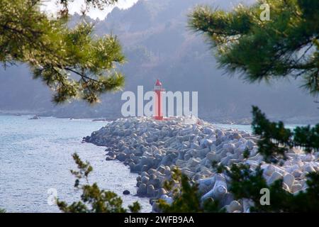 Samcheok City, Südkorea - 28. Dezember 2023: Der rote Leuchtturm am Ende der Mole Shinnam Port, eingerahmt von Kiefern im Vordergrund, wi Stockfoto