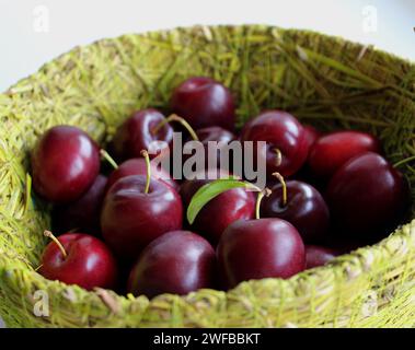 Saisonale Ernte. Frisch Geerntete Rote Pflaumenfrüchte Im Gewebten Graskorb Stockfoto