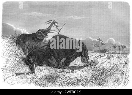 Dahomey Amazons, ein weibliches Militärregiment, bekannt als Mino oder Minon, jagt Elefanten im Königreich Dahomey, heute Benin, Westafrika. Vintage oder historische Gravur oder Illustration 1863 Stockfoto