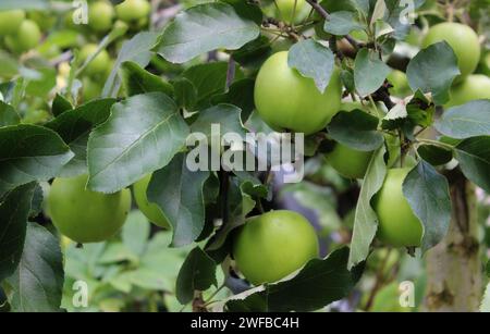 Reife Äpfel in Einem Blatt auf Einem Zweig Eines Baumes im Apfelgarten Stockfoto