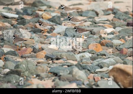 Ein Dunlin steht an einem Strand mit Kieselsteinen, bewölkter Tag im Sommer in Nordfrankreich Saint-Germain-sur-Ay Frankreich Stockfoto