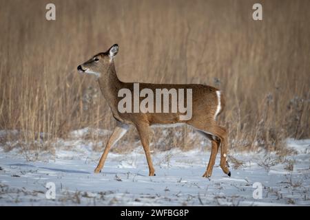 Ein majestätischer Hirsch steht in der verschneiten Landschaft und blickt auf etwas faszinierendes daneben Stockfoto