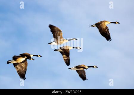 Eine Gruppe von Vögeln, die im Einklang vor einem Hintergrund von Wolken schweben Stockfoto