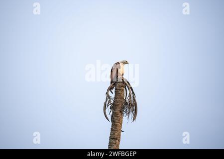 Agonda, Goa, Indien, der Brahminendrachen (Haliastur indus), auch bekannt als der roter Seeadler. Stockfoto