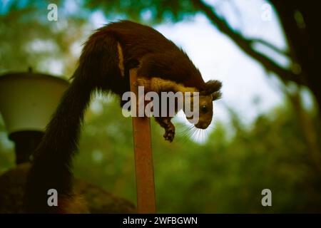 Malabar Riesenhörnchen in Waynad Wildlife Stockfoto