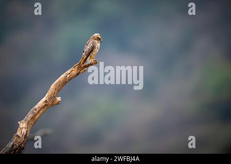 Weißäugiger Bussard oder Butastur Teesa Vogel Nahaufnahme thront auf Zweig in natürlichem grünen Hintergrund während der Wintermigration und Safari Nationalpark indien Stockfoto