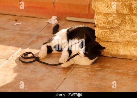 Katze spielt mit Seil Stockfoto