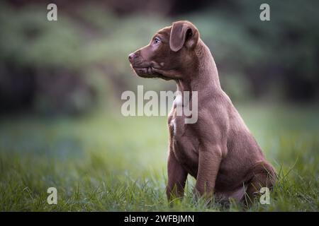 Niedliches braunes Patterdale-Terrier-Welpe, das auf Gras sitzt und seitlich nach links blickt, mit Kopierraum Stockfoto