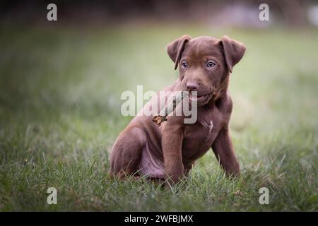 Sehr süßes, entzückendes braunes Patterdale-Terrier-Welpe, das auf einem Stück Gras sitzt und mit einem Stock spielt Stockfoto