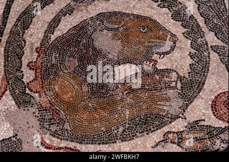 Wütende Großkatze, Zähne und Klauen entblößt. Detail des spätrömischen Bodenmosaiks im Peristil an das TriClinium (Speisesaal) in der Villa Romana del Casale, Piazza Armerina, Sizilien, Italien. Stockfoto