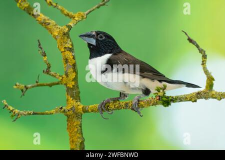 magpie Mannikin oder Magpie munia, Spermestes fringilloides Stockfoto