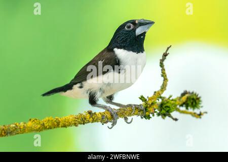 magpie Mannikin oder Magpie munia, Spermestes fringilloides Stockfoto