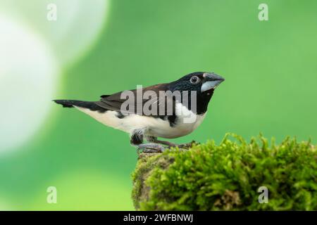 magpie Mannikin oder Magpie munia, Spermestes fringilloides Stockfoto