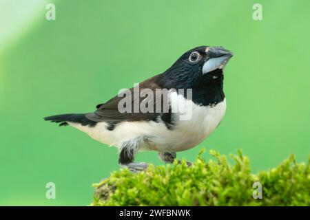 magpie Mannikin oder Magpie munia, Spermestes fringilloides Stockfoto