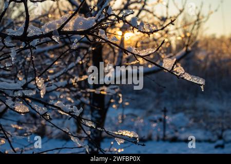Baumzweige, bedeckt mit Wassereis und Eiszapfen, die von ihnen herabhängen. Sonnenuntergangslicht reflektiert und bricht vom Eis. Ein landschaftlich reizvolles Winterkonzept Stockfoto