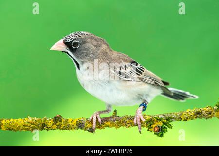 Schuppengefiederte Weber, Sporopipes squamifrons Stockfoto