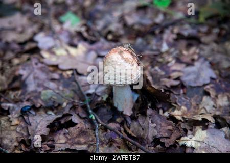 Essbare Pilze Amanita rubescens, auch bekannt als Erröten amanita. Wilde Pilze, die zwischen den herabfallenden Blättern im Herbstwald wachsen. Stockfoto