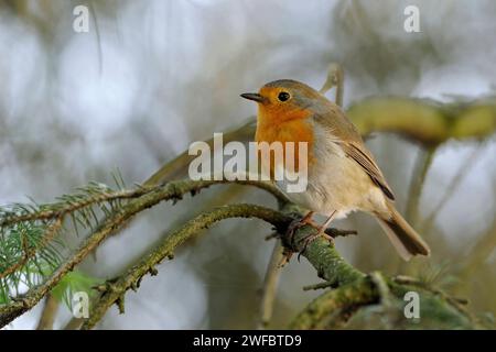 Rotkehlchen Erithacus rubecula sitzt auf natürlichen Ästen einer Nadelbäume. Stockfoto