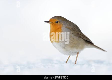 Schöne Rotkehlchen Rotkehlchen Erithacus rubecula sitzend im Schnee auf dem Boden, flauschiges Gefieder, kalter Winter, Tierwelt, Europa. Stockfoto