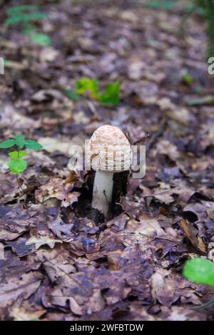 Essbare Pilze Amanita rubescens, auch bekannt als Erröten amanita. Wilde Pilze, die zwischen den herabfallenden Blättern im Herbstwald wachsen. Stockfoto