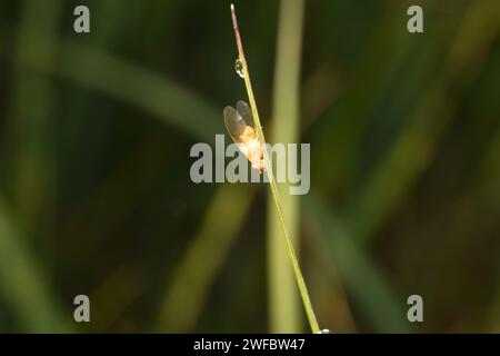 Eine gelbe Fruchtfliege sitzt auf einem Grasstängel. Stockfoto