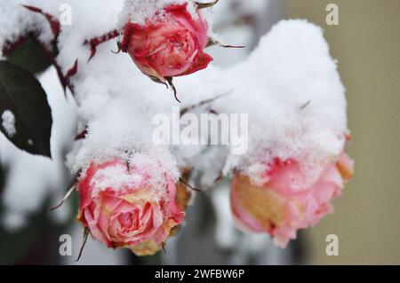 Rosen im Schnee, Eiswinter, rosa, Frost, Natur, Kälte, Dornen Stockfoto