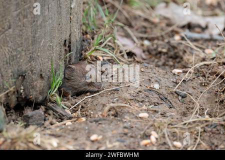 Maulwurz Clethrionomys glareolus, glänzendes kastanienbraunes Fell kleine runde, exponierte Ohren stumpfe Nase, behaarter Schwanz, der nach außen springt, um sich von Samen zu ernähren Stockfoto