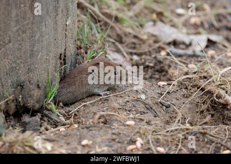 Maulwurz Clethrionomys glareolus, glänzendes kastanienbraunes Fell kleine runde, exponierte Ohren stumpfe Nase, behaarter Schwanz, der nach außen springt, um sich von Samen zu ernähren Stockfoto