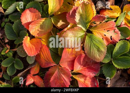 Erdbeerblätter im Herbst. Erdbeeren alte Läufer und Blätter im Herbstgarten mit selektivem Fokus. Stockfoto