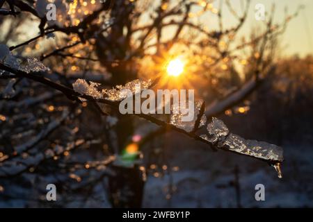 Baumzweige, bedeckt mit Wassereis und Eiszapfen, die von ihnen herabhängen. Sonnenuntergangslicht reflektiert und bricht vom Eis. Ein landschaftlich reizvolles Winterkonzept Stockfoto