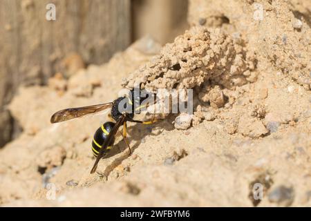 Gemeine Schornsteinwespe, Schornsteinwespe, Schornstein-Wespe, Nestbau, Nest, Niströhre, Schornsteinförmiger Nesteingang aus Lehm, Odynerus spinipes, Stockfoto