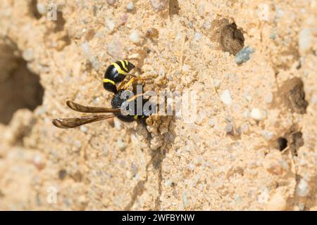 Gemeine Schornsteinwespe, Schornsteinwespe, Schornstein-Wespe, Nestbau, Nest, Niströhre, Schornsteinförmiger Nesteingang aus Lehm, Odynerus spinipes, Stockfoto