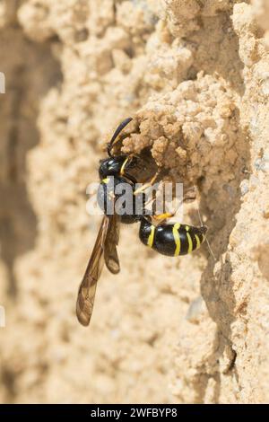 Gemeine Schornsteinwespe, Schornsteinwespe, Schornstein-Wespe, Nestbau, Nest, Niströhre, Schornsteinförmiger Nesteingang aus Lehm, Odynerus spinipes, Stockfoto