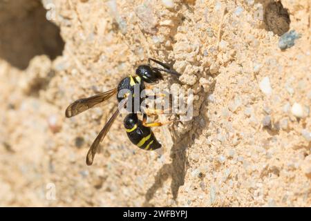 Gemeine Schornsteinwespe, Schornsteinwespe, Schornstein-Wespe, Nestbau, Nest, Niströhre, Schornsteinförmiger Nesteingang aus Lehm, Odynerus spinipes, Stockfoto