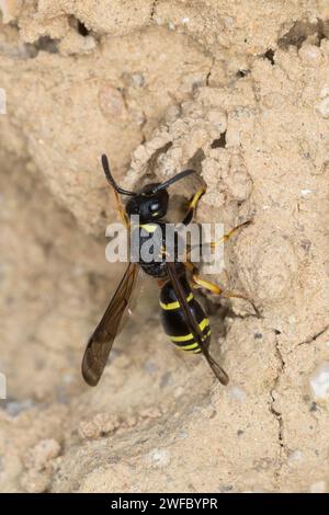 Gemeine Schornsteinwespe, Schornsteinwespe, Schornstein-Wespe, Nestbau, Nest, Niströhre, Schornsteinförmiger Nesteingang aus Lehm, Odynerus spinipes, Stockfoto