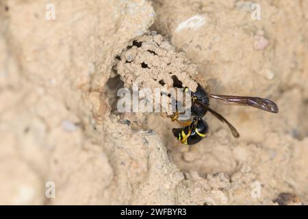 Gemeine Schornsteinwespe, Schornsteinwespe, Schornstein-Wespe, Nestbau, Nest, Niströhre, Schornsteinförmiger Nesteingang aus Lehm, Odynerus spinipes, Stockfoto