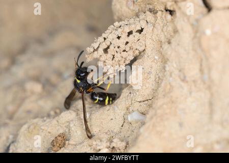 Gemeine Schornsteinwespe, Schornsteinwespe, Schornstein-Wespe, Nestbau, Nest, Niströhre, Schornsteinförmiger Nesteingang aus Lehm, Odynerus spinipes, Stockfoto