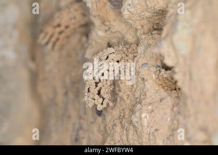 Gemeine Schornsteinwespe, Schornsteinwespe, Schornstein-Wespe, Nestbau, Nest, Niströhre, Schornsteinförmiger Nesteingang aus Lehm, Odynerus spinipes, Stockfoto