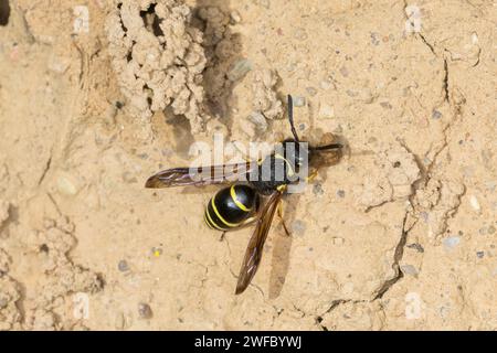 Gemeine Schornsteinwespe, Weibchen, Schornsteinwespe, Schornstein-Wespe, Odynerus spinipes, Oplomerus spinipes, Spiny Mason Wasp, weiblich, Odynère Comm Stockfoto