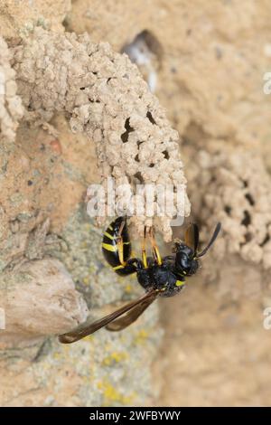 Gemeine Schornsteinwespe, Schornsteinwespe, Schornstein-Wespe, Nestbau, Nest, Niströhre, Schornsteinförmiger Nesteingang aus Lehm, Odynerus spinipes, Stockfoto