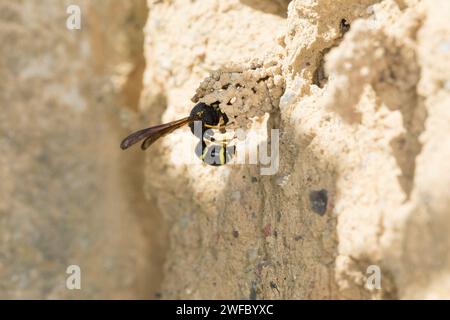 Gemeine Schornsteinwespe, Schornsteinwespe, Schornstein-Wespe, Nestbau, Nest, Niströhre, Schornsteinförmiger Nesteingang aus Lehm, Odynerus spinipes, Stockfoto