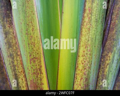 Detailansicht der Palme des Reisenden, auch bekannt als ravenala madagascariensis - ein farbenfroher und strukturierter abstrakter natürlicher Hintergrund Stockfoto