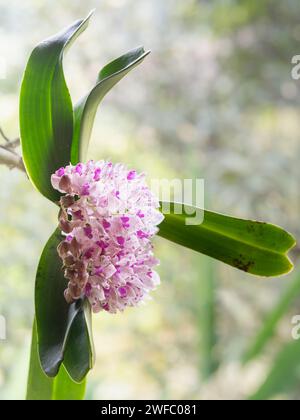 Nahaufnahme der weißen und lila rosa Blütensträhne von Rhynchostis gigantea epiphytischen Orchideenarten, die draußen auf natürlichem Hintergrund blühen Stockfoto