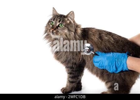 Männlicher Tierarzt untersucht zufriedene Katze mit einem Stethoskop. Graue Katze auf dem Untersuchungstisch der Tierklinik. Tierärztliche Versorgung. Tierarzt Stockfoto