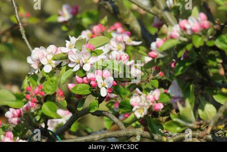 Apfelblüte im Frühling, Großbritannien. Stockfoto