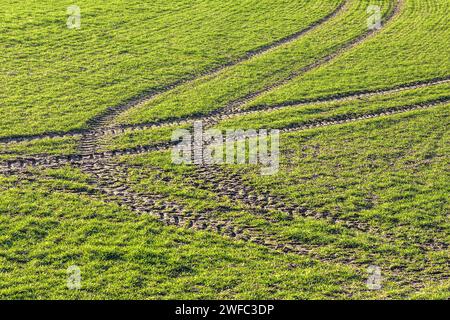 Reifenmarkierungen für Traktoren auf dem Bauernfeld - Zentralfrankreich. Stockfoto